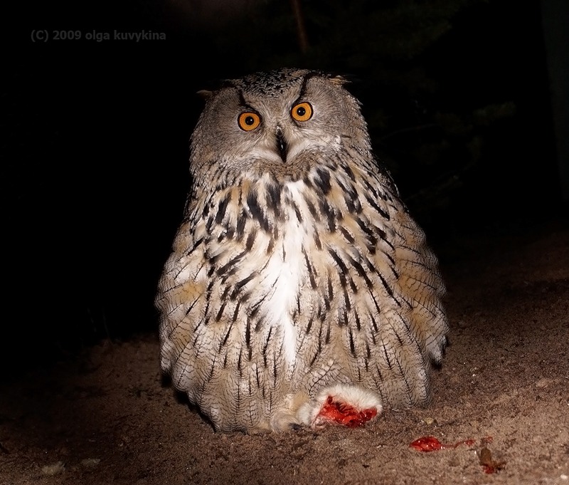 Филин Bubo-bubo